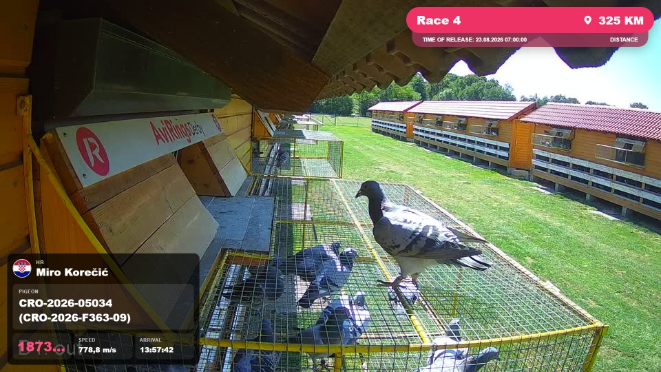 Pigeon Arrival Image For Race Race 4