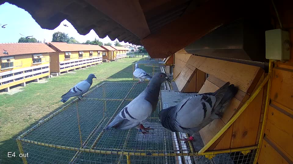 Pigeon Arrival Image For Race Race 1