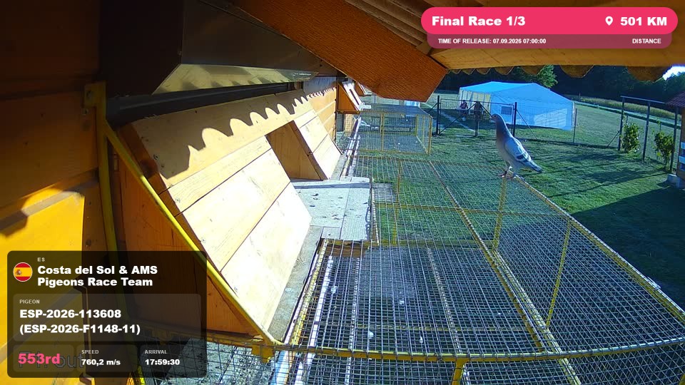 Pigeon Arrival Image For Race Final Race 1/3