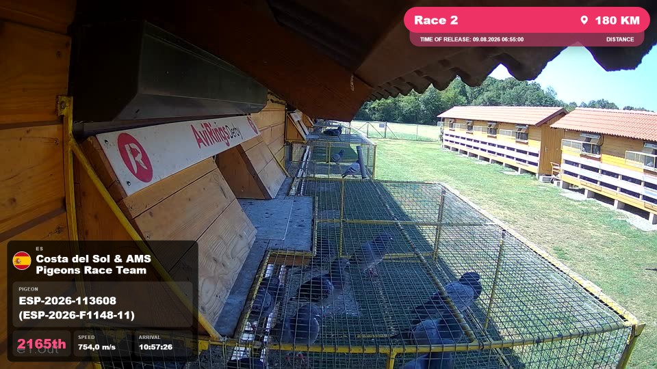 Pigeon Arrival Image For Race Race 2