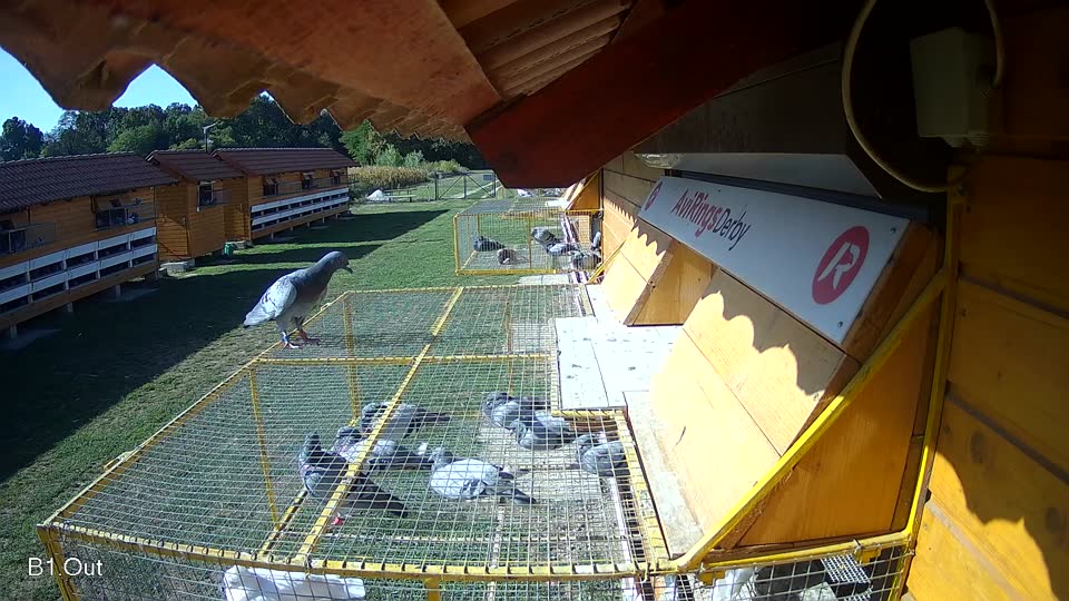 Pigeon Arrival Image For Race Race 5