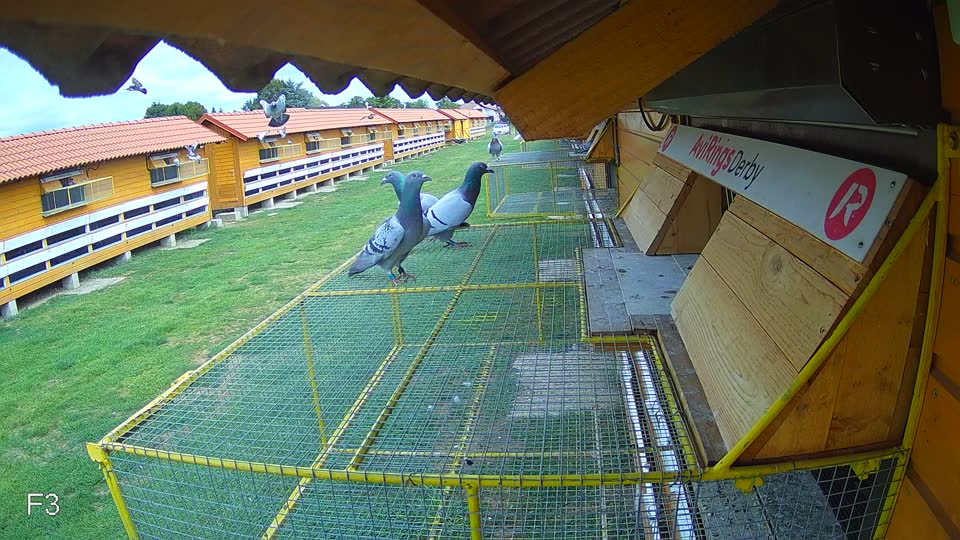 Pigeon Arrival Image For Race Race 4