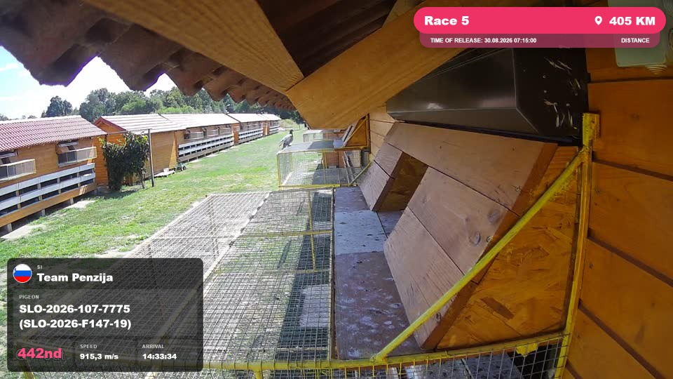 Pigeon Arrival Image For Race Race 5