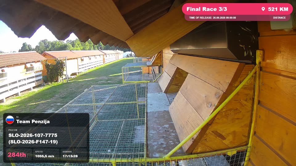 Pigeon Arrival Image For Race Final Race 3/3