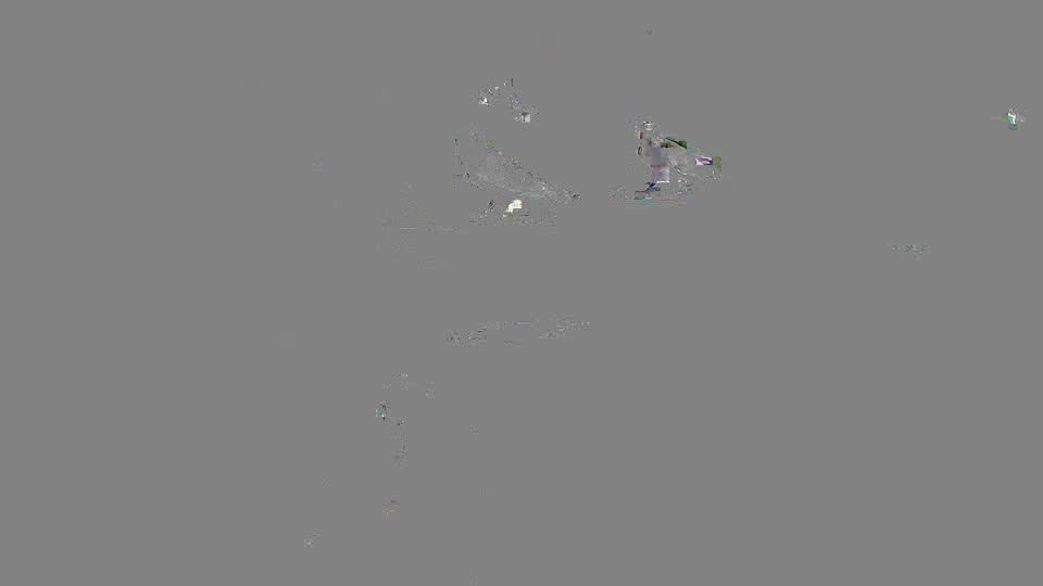 Pigeon Arrival Image For Race Race 2