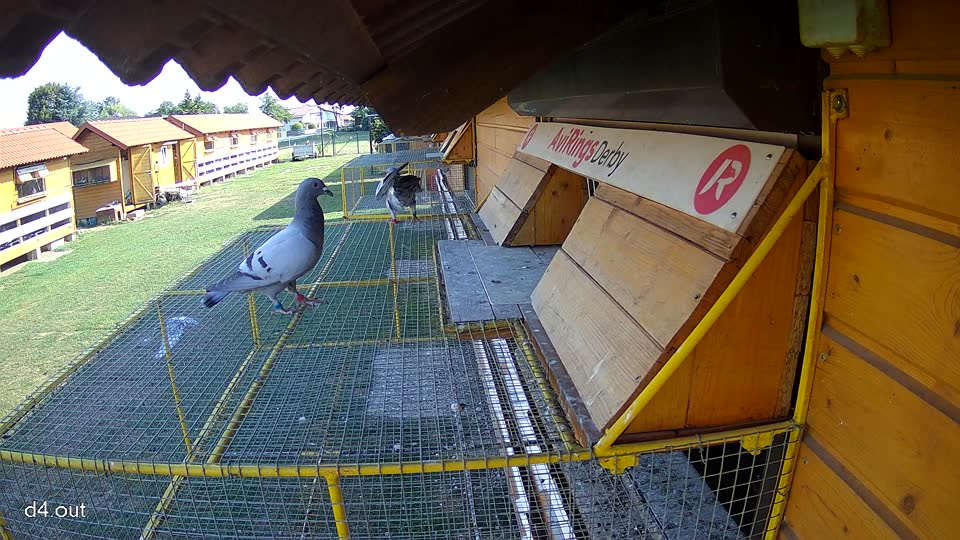 Pigeon Arrival Image For Race Race 1