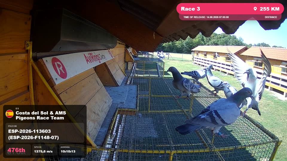 Pigeon Arrival Image For Race Race 3