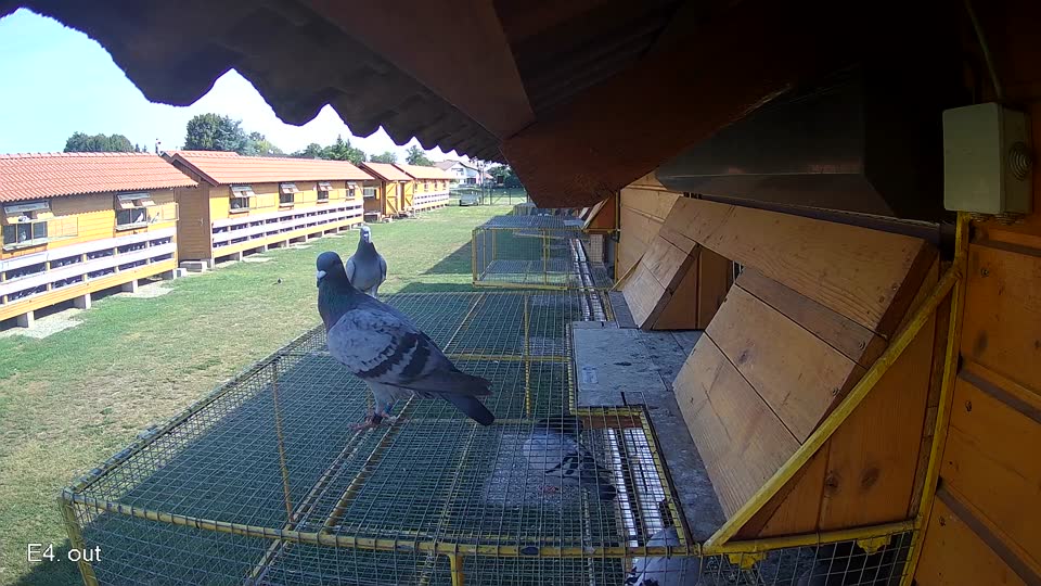 Pigeon Arrival Image For Race Race 1
