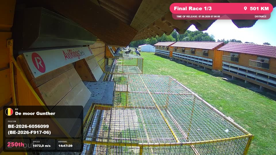 Pigeon Arrival Image For Race Final Race 1/3