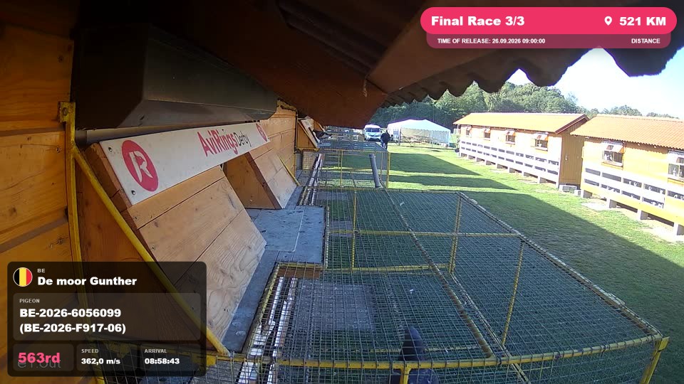Pigeon Arrival Image For Race Final Race 3/3