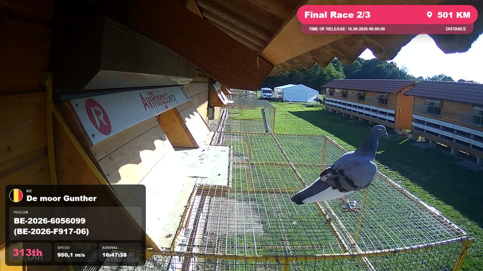 Pigeon Arrival Image For Race Final Race 2/3