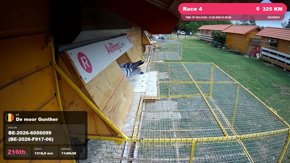 Pigeon Arrival Image For Race Race 4