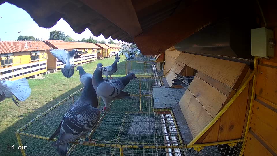 Pigeon Arrival Image For Race Race 1