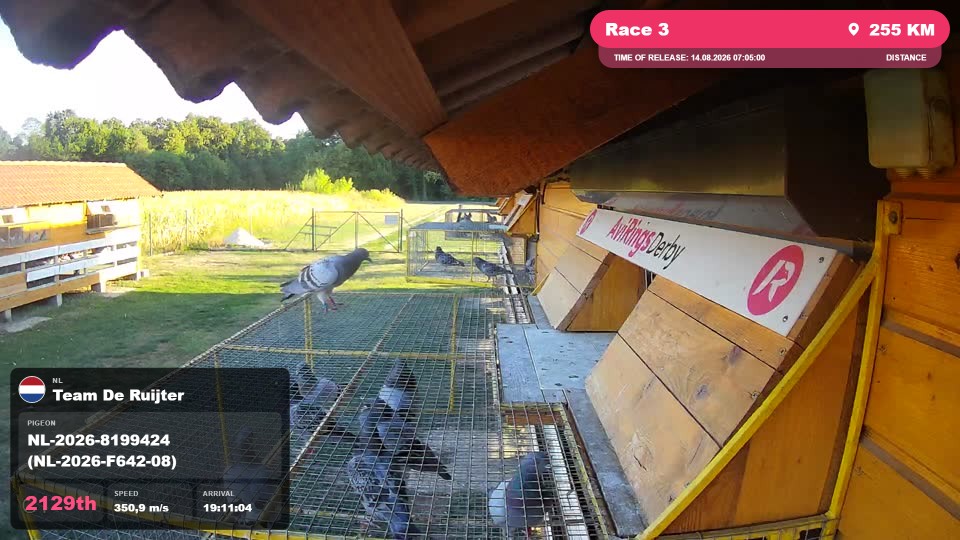Pigeon Arrival Image For Race Race 3
