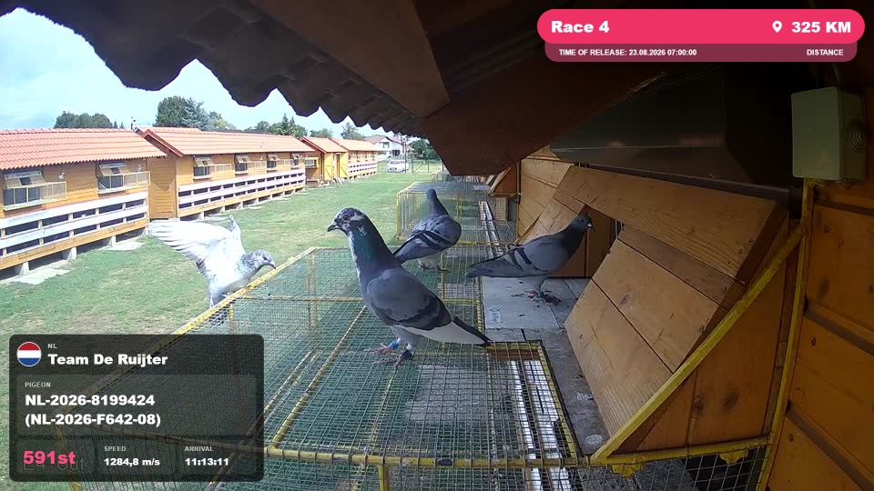 Pigeon Arrival Image For Race Race 4
