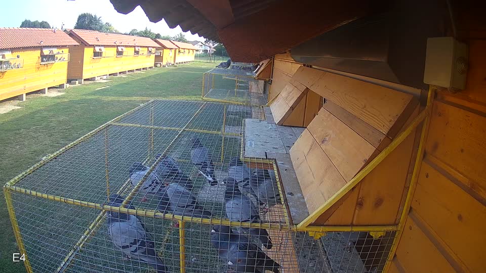 Pigeon Arrival Image For Race Race 4