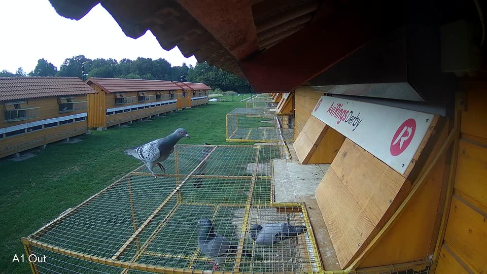 Pigeon Arrival Image For Race Final race 1