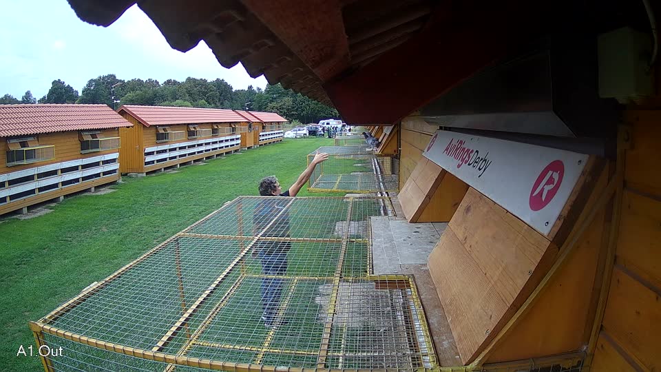 Pigeon Arrival Image For Race Final race 2