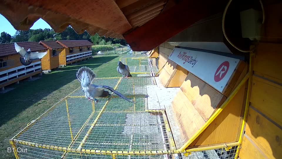 Pigeon Arrival Image For Race Race 1