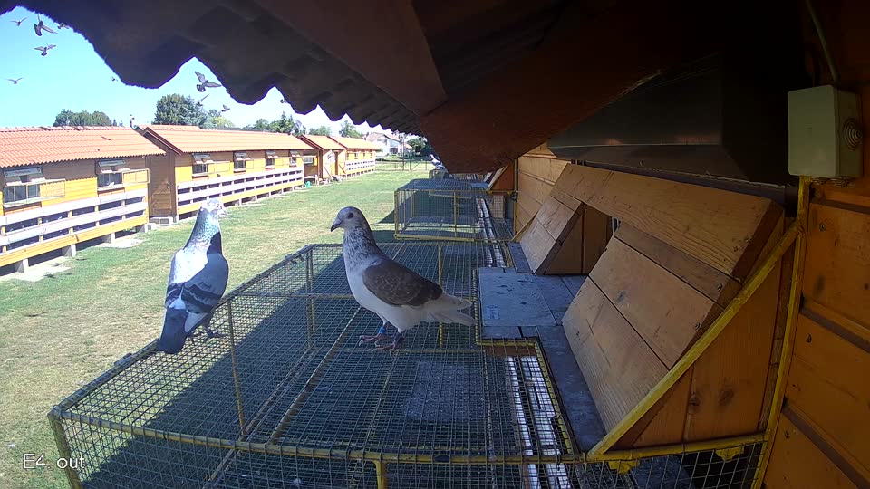 Pigeon Arrival Image For Race Race 3