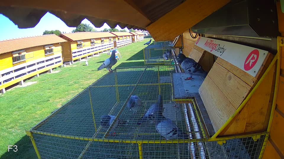 Pigeon Arrival Image For Race Race 5
