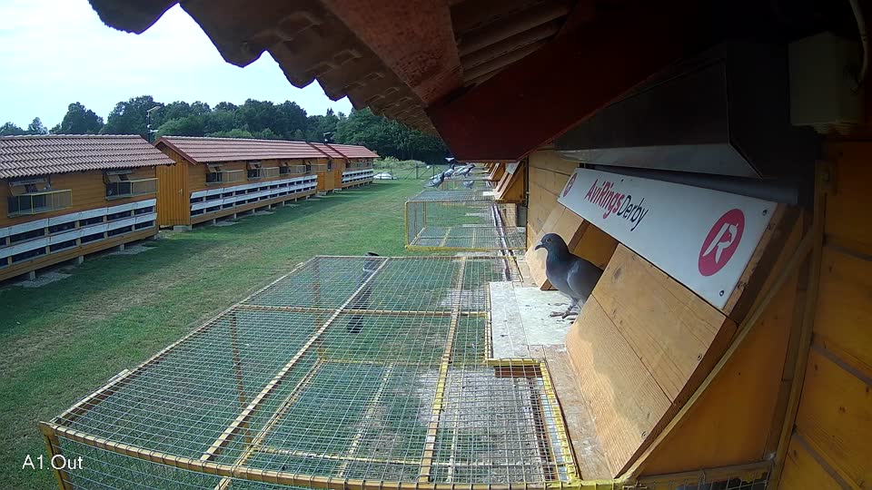 Pigeon Arrival Image For Race Race 3