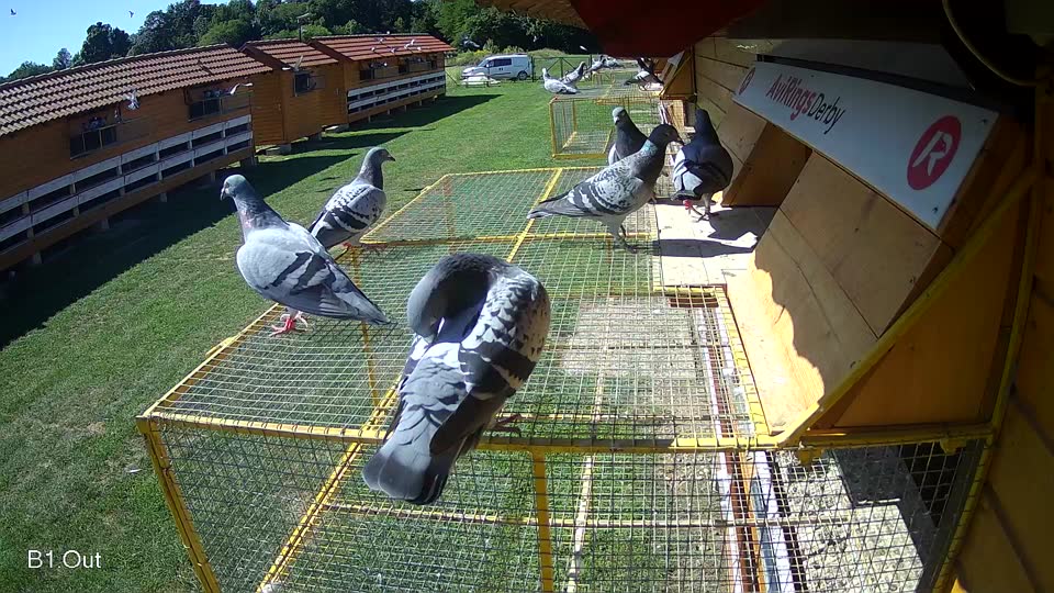 Pigeon Arrival Image For Race Race 2