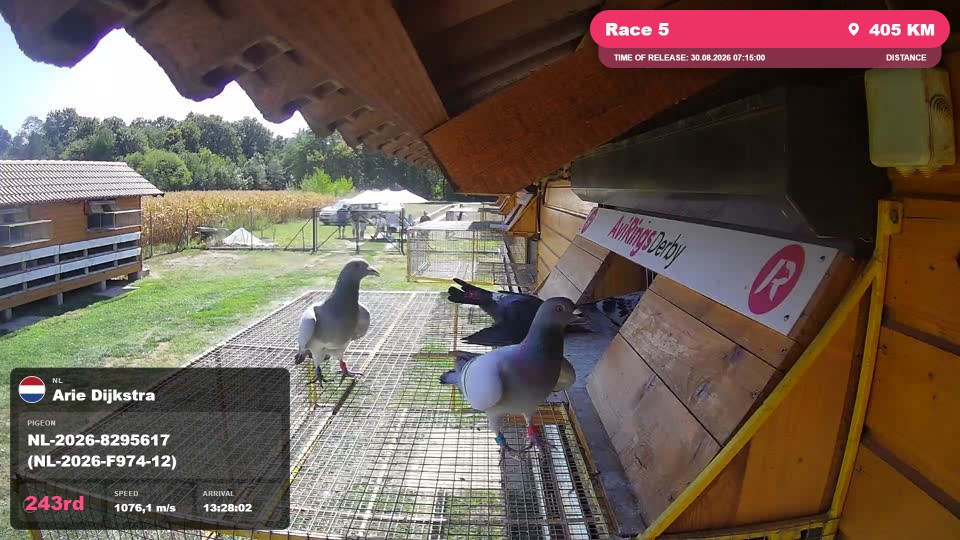 Pigeon Arrival Image For Race Race 5