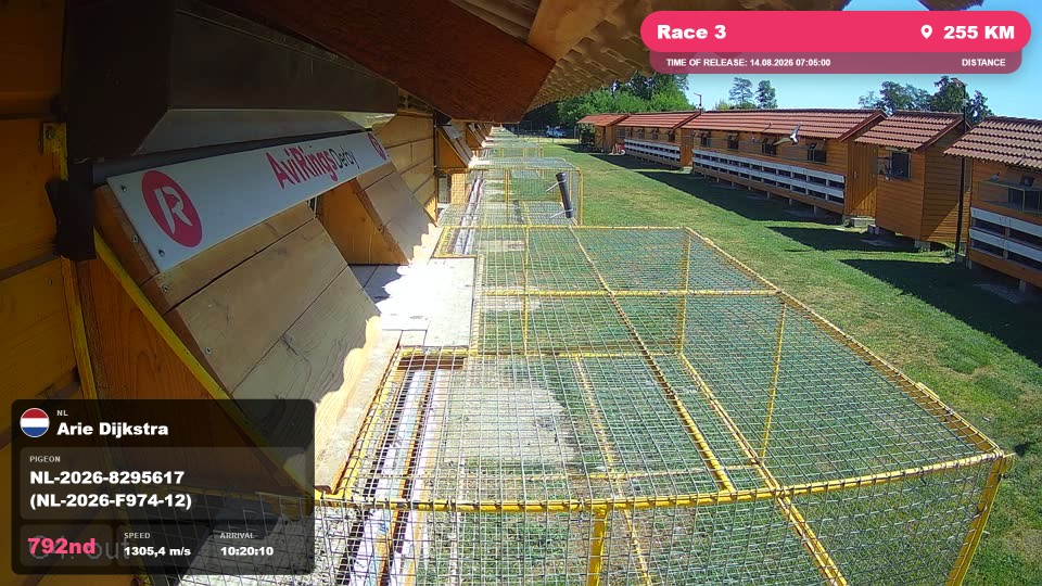 Pigeon Arrival Image For Race Race 3