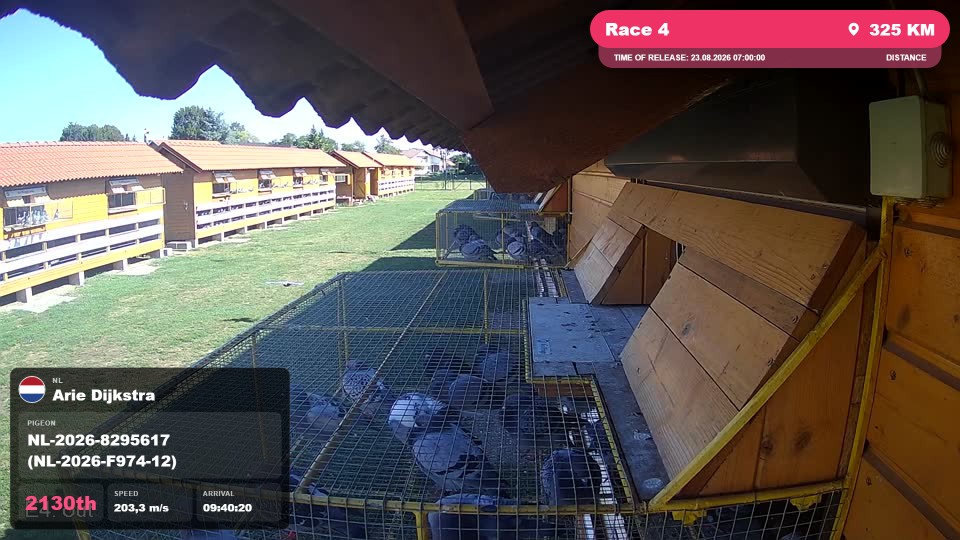 Pigeon Arrival Image For Race Race 4