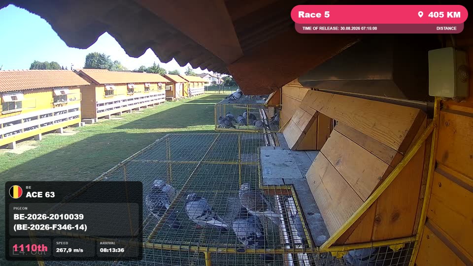 Pigeon Arrival Image For Race Race 5