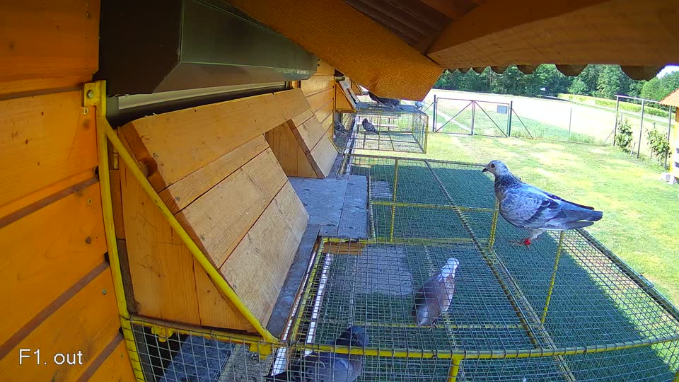 Pigeon Arrival Image For Race Race 2