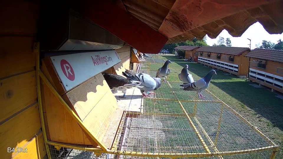 Pigeon Arrival Image For Race Race 1