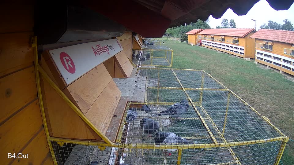 Pigeon Arrival Image For Race Race 4