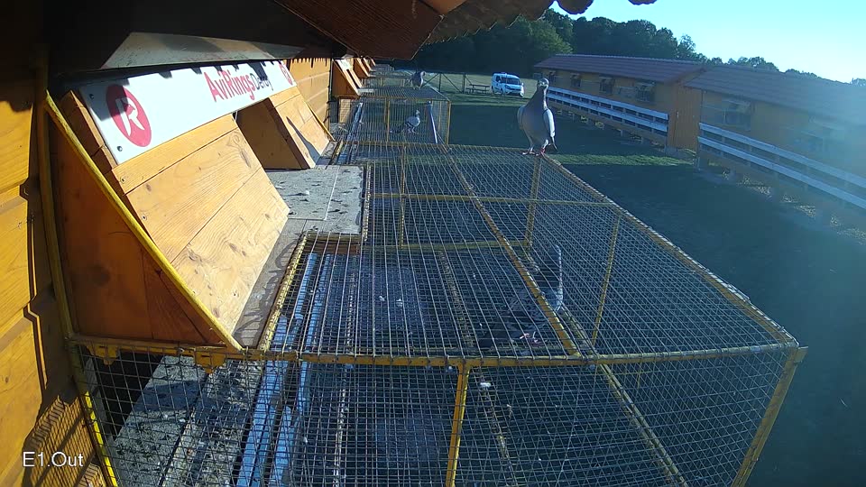 Pigeon Arrival Image For Race Race 5