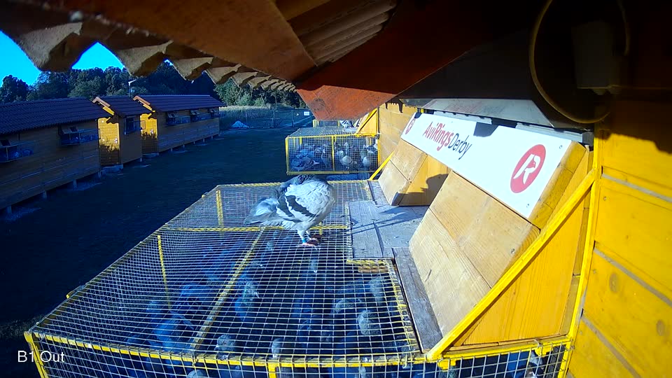 Pigeon Arrival Image For Race Race 3