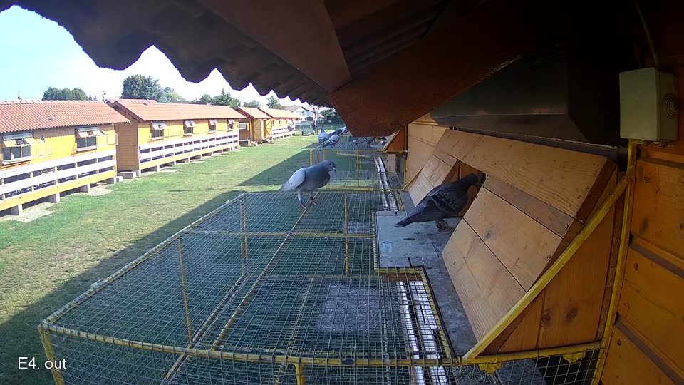 Pigeon Arrival Image For Race Race 1