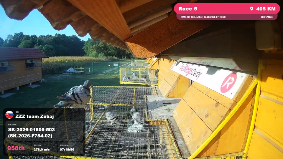 Pigeon Arrival Image For Race Race 5