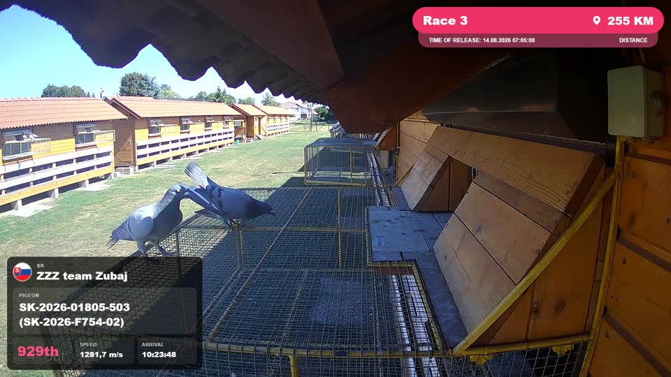 Pigeon Arrival Image For Race Race 3