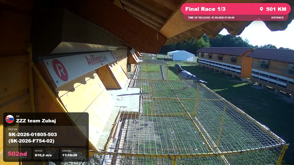 Pigeon Arrival Image For Race Final Race 1/3