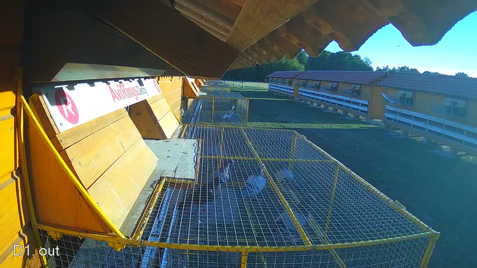 Pigeon Arrival Image For Race Race 3