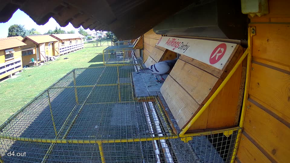 Pigeon Arrival Image For Race Race 2