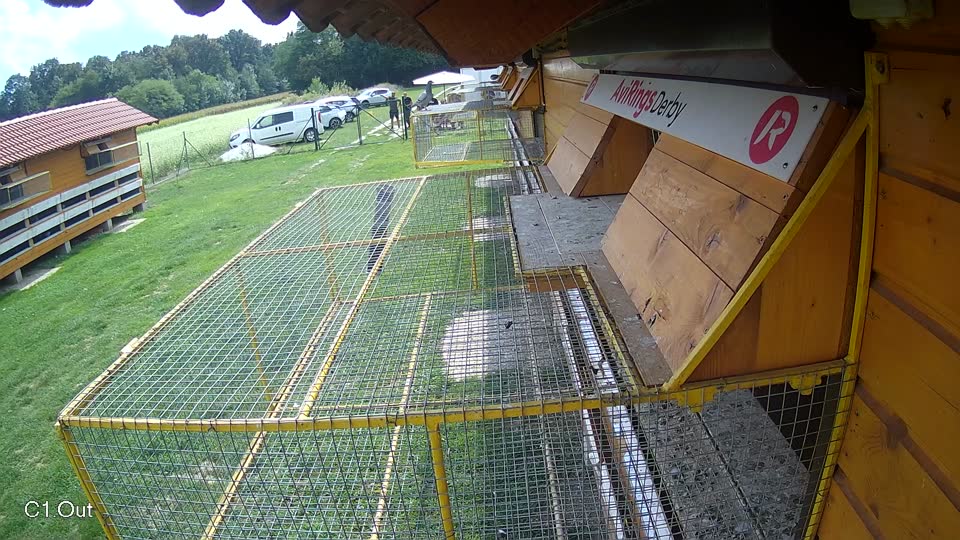 Pigeon Arrival Image For Race Race 6