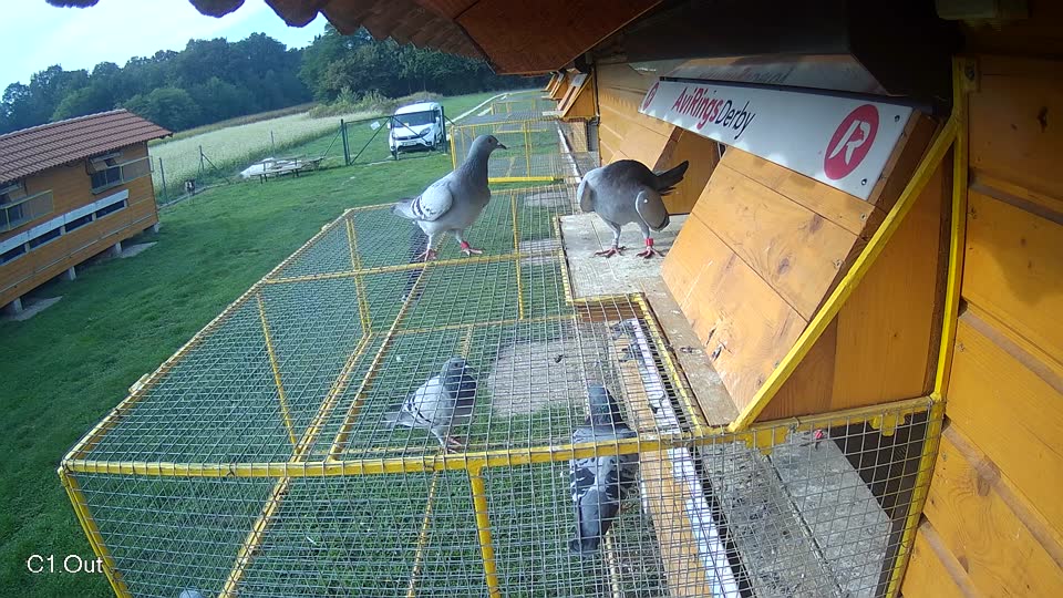 Pigeon Arrival Image For Race Final race 1