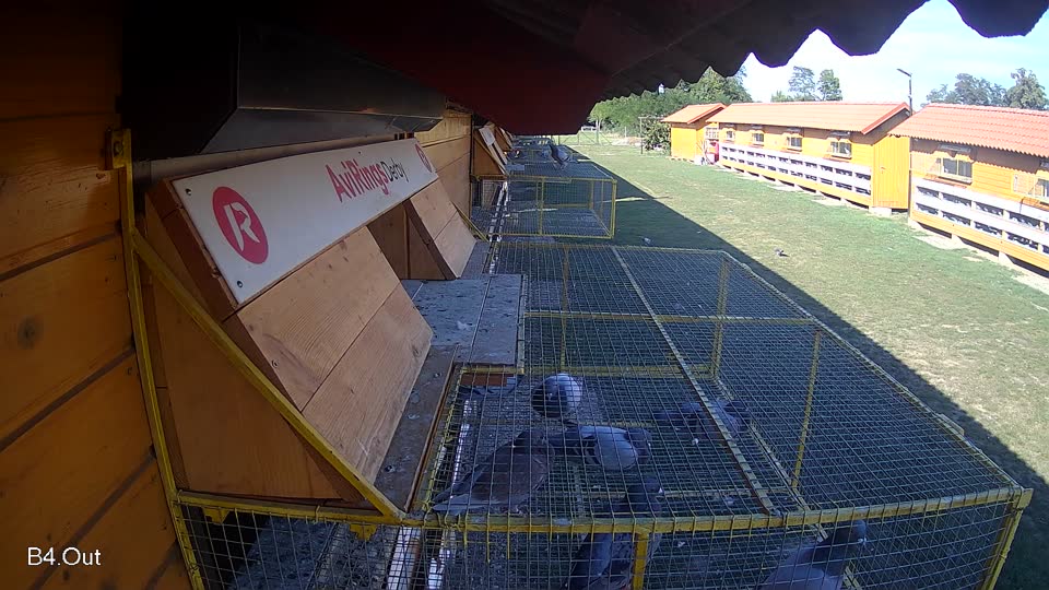 Pigeon Arrival Image For Race Race 5