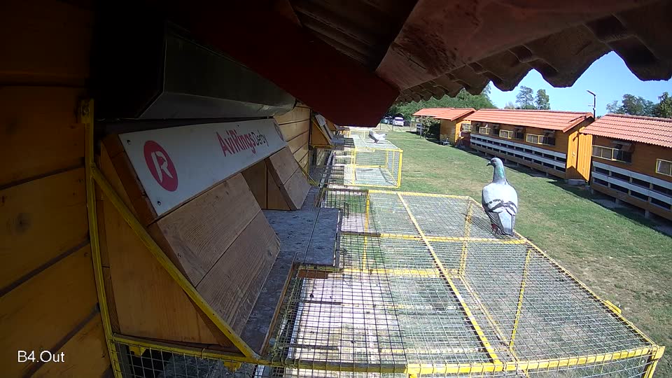 Pigeon Arrival Image For Race Race 5