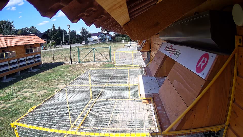 Pigeon Arrival Image For Race Race 5