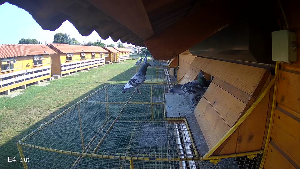 Pigeon Arrival Image For Race Race 1