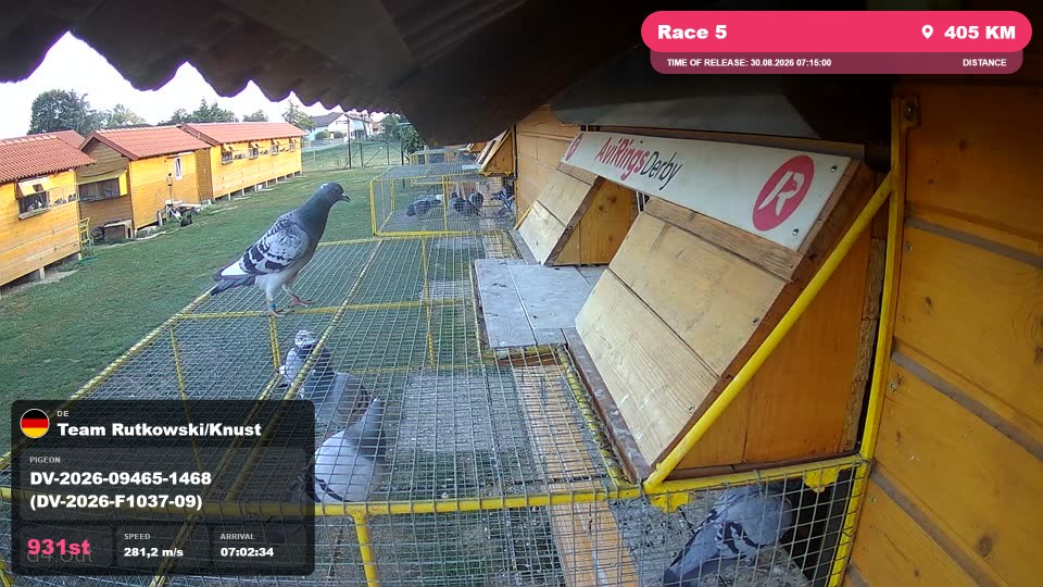 Pigeon Arrival Image For Race Race 5
