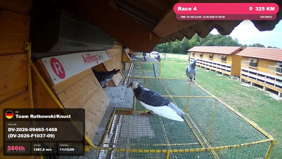 Pigeon Arrival Image For Race Race 4
